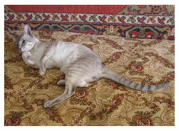 Сиамский кот Gr.Int.CH. Мартин с Монастырской Горы