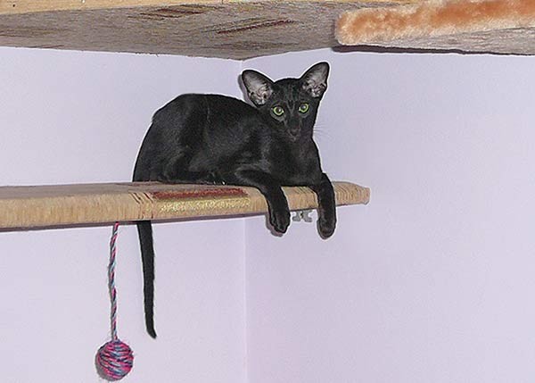 Ориентальный кот фотографии из  Самары