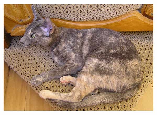 Magical Grace порода ориентальная кошка окрас-голубокремовый
