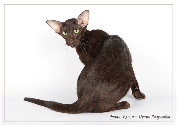 Oriclis Brandy*RU ������-������������