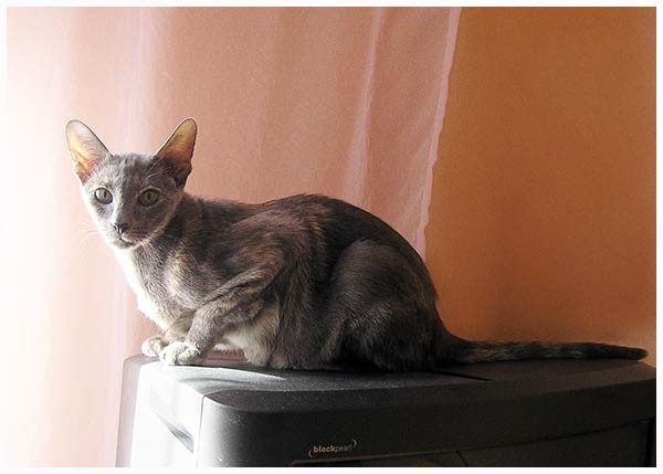 порода ориентальная кошка, окрас голубокремовый