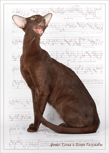 Int.CH. Oriclis Brandy*RU порода-ориентальная кошка, окрас-шокаладный (OSH b)