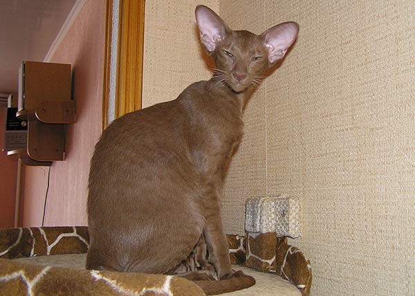 ориентальная кошка, фото фотография