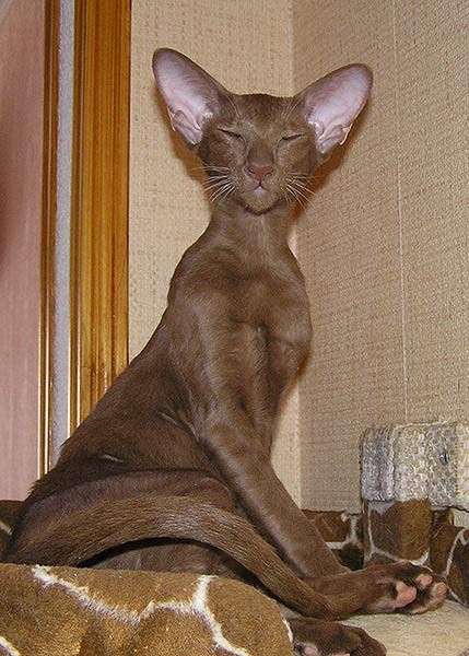 Самара волшебная грация , ориентальная кошка, фото фотография
