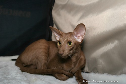 Ирида , ориентальная кошка, фото фотография