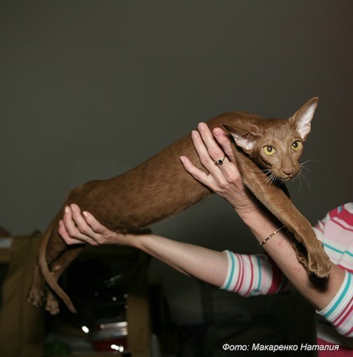 Ирида , ориентальная кошка, приехала к нам в марте 2011 года из подмосковного питомника Oriclis