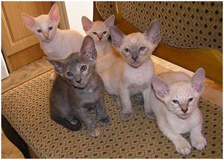 сиамские котята и ориентальные котята