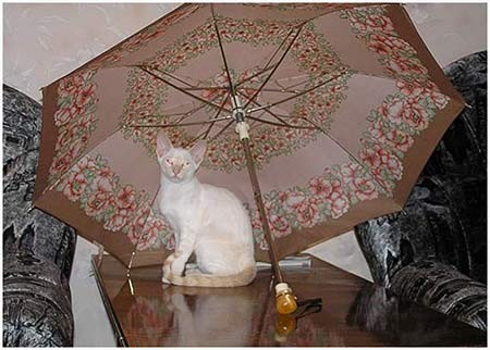 сиамский котенок - питомник кошек