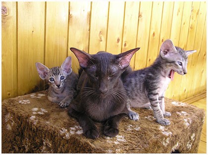 фото сиамских котят, кошек и фото ориентальных котят, кошек