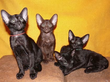 фото сиамских котят, кошек и фото ориентальных котят, кошек